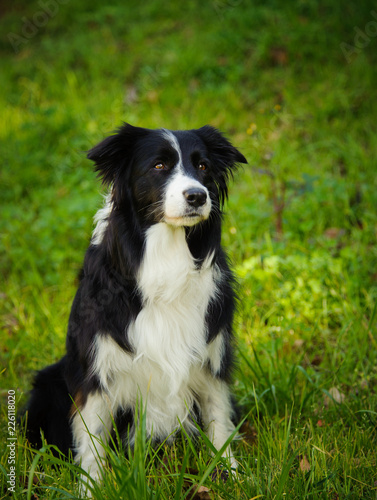 Border Collie dog sitting in green grass © everydoghasastory