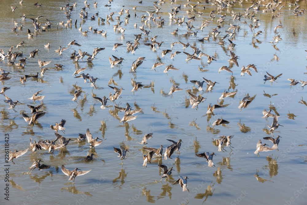 Obraz premium Long billed dowitcher