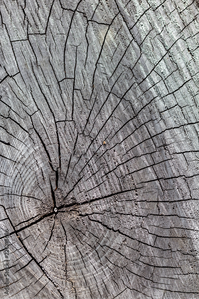 Close Up of the Face of an Aging Log Cut With a Chainsaw