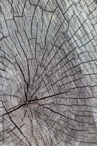 Obraz na płótnie Close Up of the Face of an Aging Log Cut With a Chainsaw w salonie