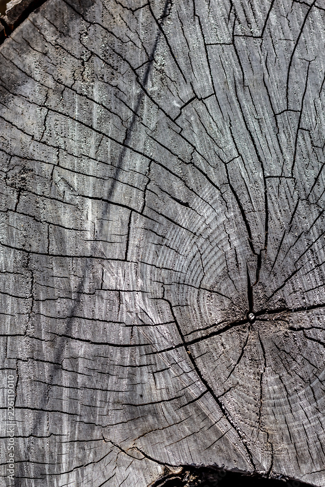 Close Up of the Face of an Aging Log Cut With a Chainsaw