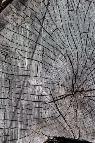 Obraz na płótnie Close Up of the Face of an Aging Log Cut With a Chainsaw w salonie
