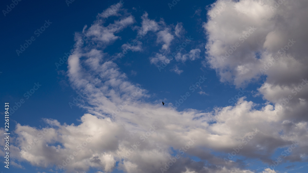 Fototapeta premium blue sky with white clouds