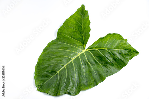 edible big leaf 
