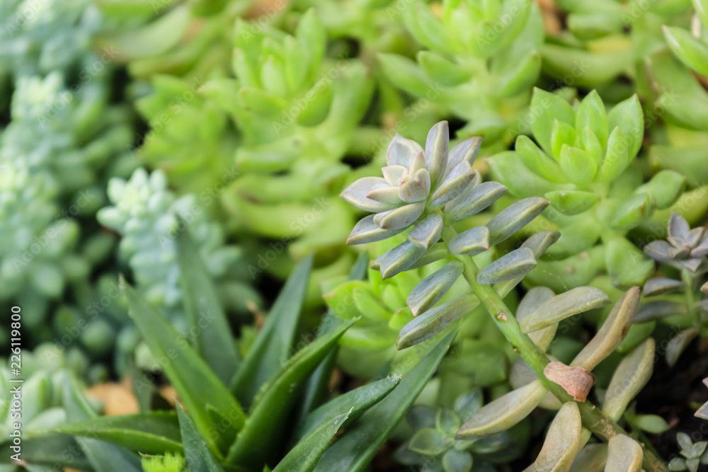 background of thick unfocused leaves, various shades of green background of thick unfocused leaves, various shades of green
