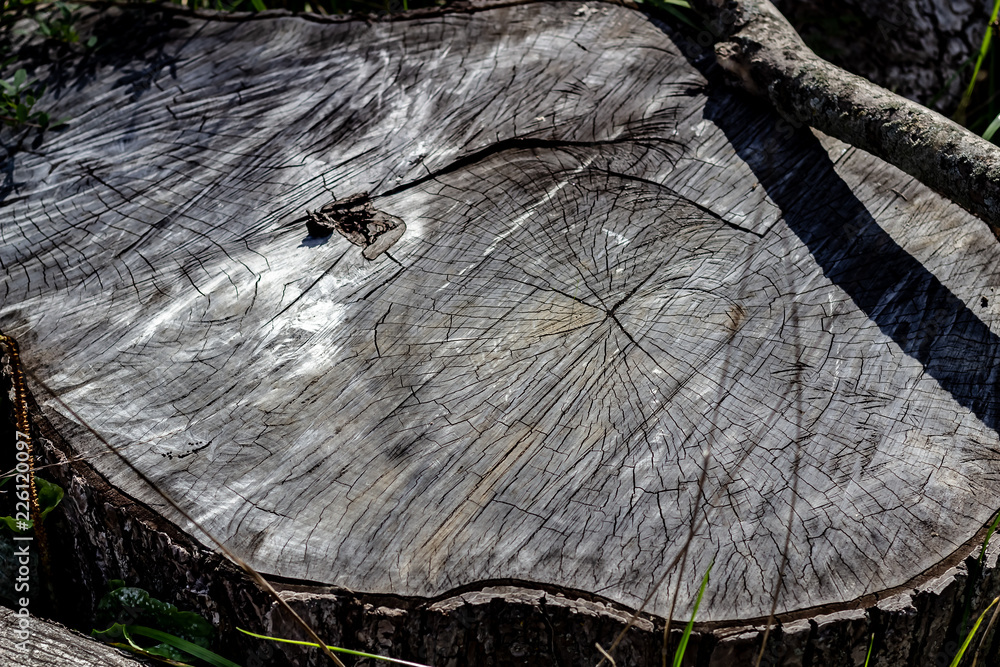 Close Up of the Face of an Aging Log Cut With a Chainsaw