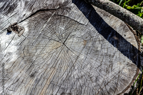 Close Up of the Face of an Aging Log Cut With a Chainsaw