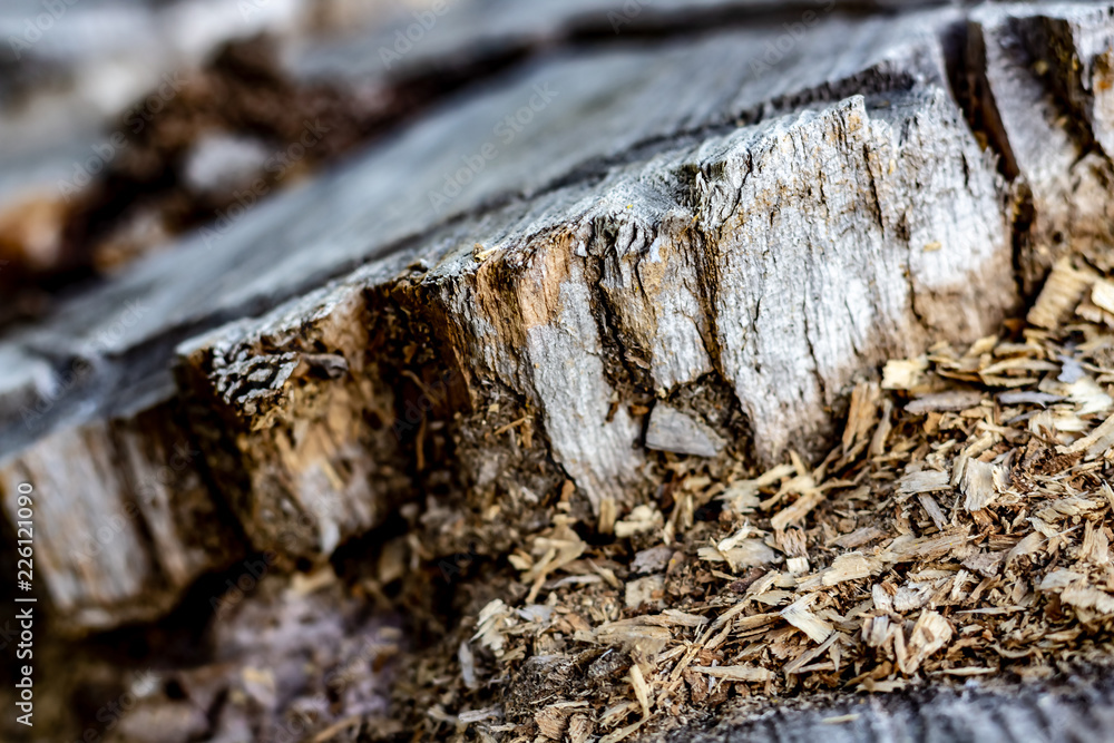 Close Up of an Old Tree Stump With Sawdust From Being Cut.