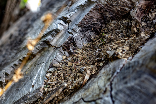Obraz na płótnie Close Up of an Old Tree Stump With Sawdust From Being Cut. w salonie