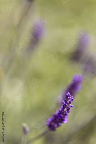Purple flowers field.  Lavender background of natural blossom