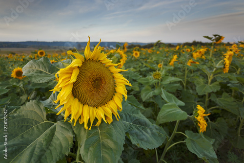 Fototapeta Naklejka Na Ścianę i Meble -  Autumn sunset./ Sunflowers field amazing landscape in south Poland