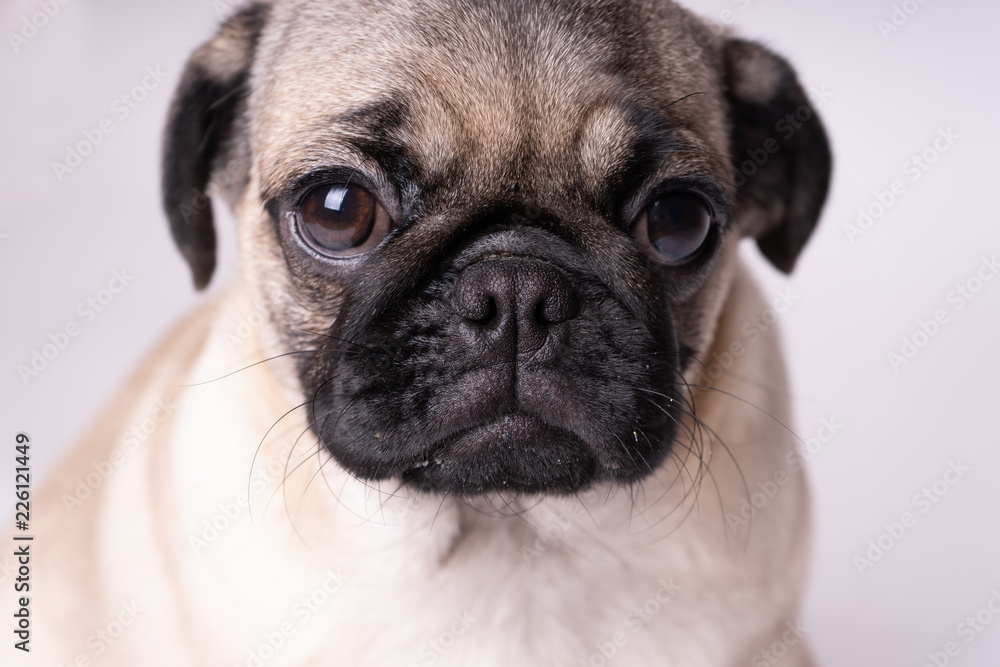 Pug posing on a white background. Puppy looking at the camera. Beautiful dog