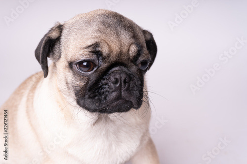 Pug posing on a white background. Puppy looking at the camera. Beautiful dog