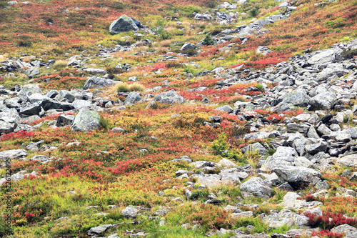 Low high-mountain vegetation with her splendid colors in autumn mixed with gray stones 