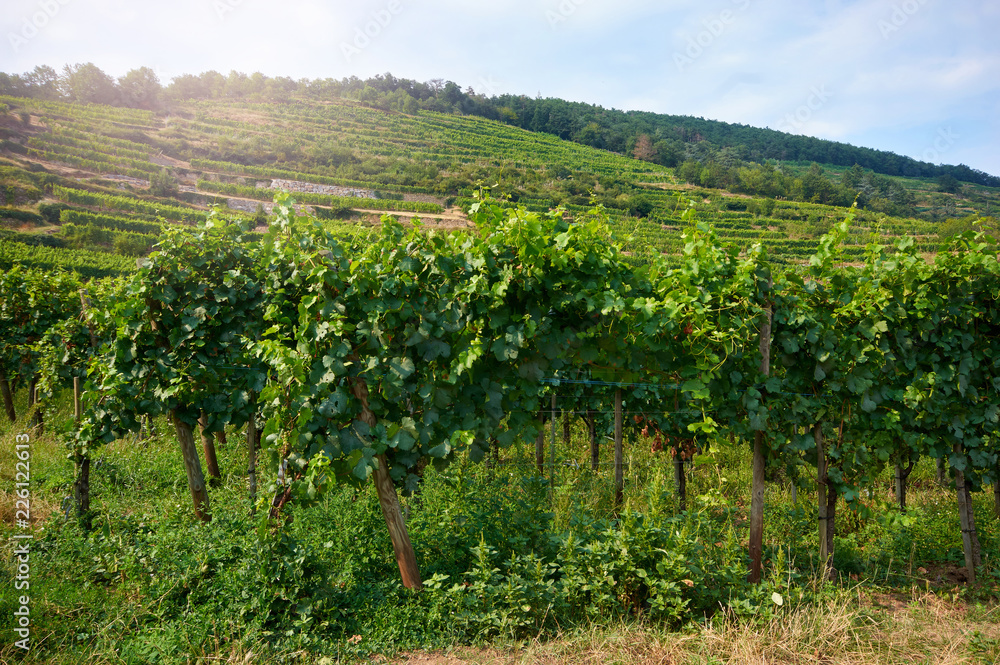 View across the rows of grapevines at vineyards in Alsace France.Vineyard with ripe grapes in the sun for the harvest season/Vineyard on the slopes of the mountains