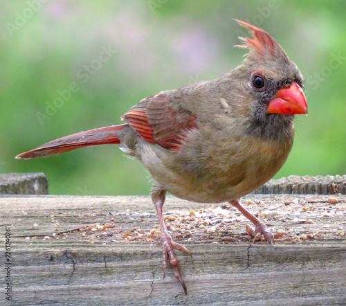 female northern cardinal on a fence