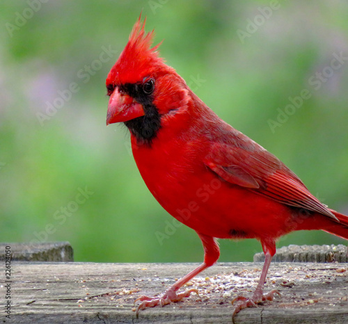 Fototapeta cardinal
