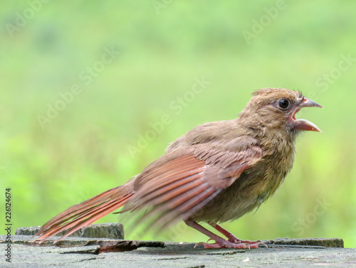 baby cardinal
