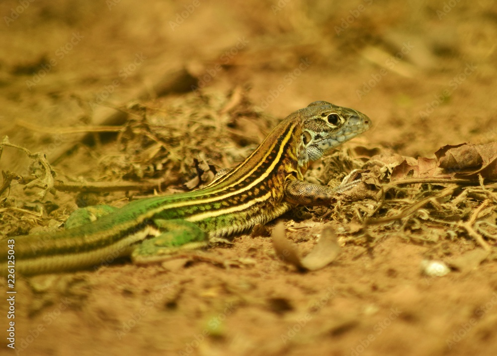 Naklejka premium Lagartija