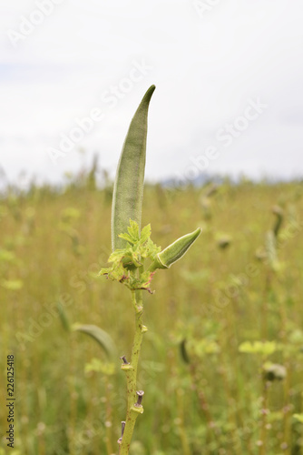 Ladies finger or okra before harvested on croping land, Jenggawah region, Indonesia