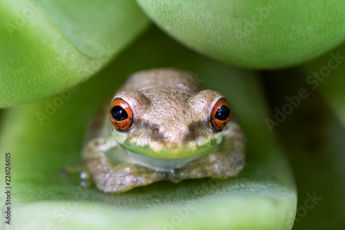 Little tree frog on a succulent leaf