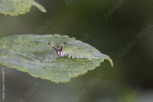 エノキの上のアカボシゴマダラ幼虫