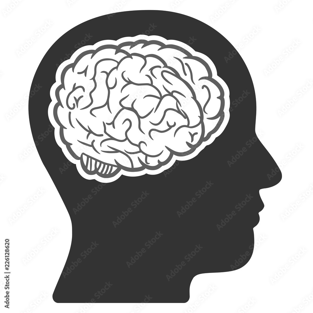 Vector head brain illustration. An isolated illustration on a white background. Vector head brain illustration. An isolated illustration on a white background.