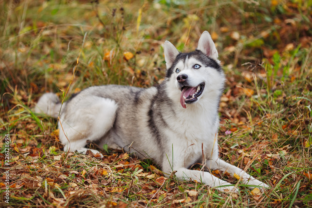 Siberian husky dog with blue eyes lying in autumn forest Siberian husky dog with blue eyes lying in autumn forest