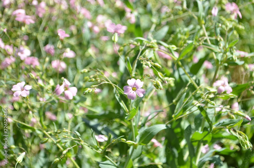 little flower little flower