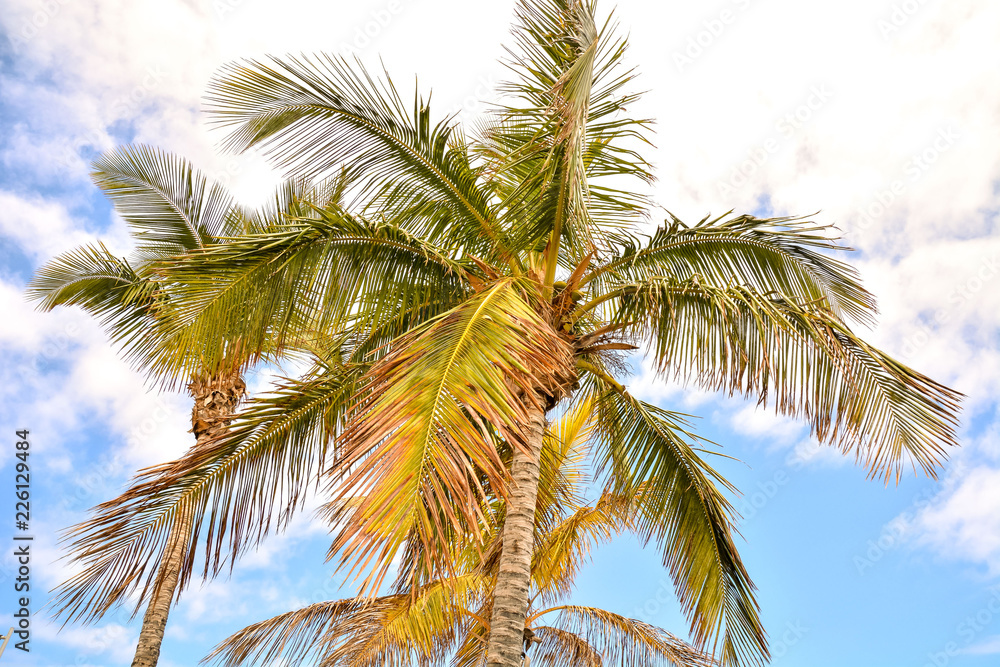 Fototapeta Kanaryjskie Drzewo Zielonej Palmy