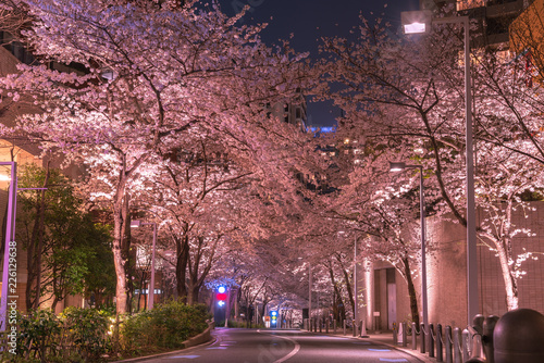 Roppongi Sakurazaka, Tokyo, Japan - March 26, 2018: Cherry blossoming at Roppongi Sakurazaka, Tokyo, Japan.