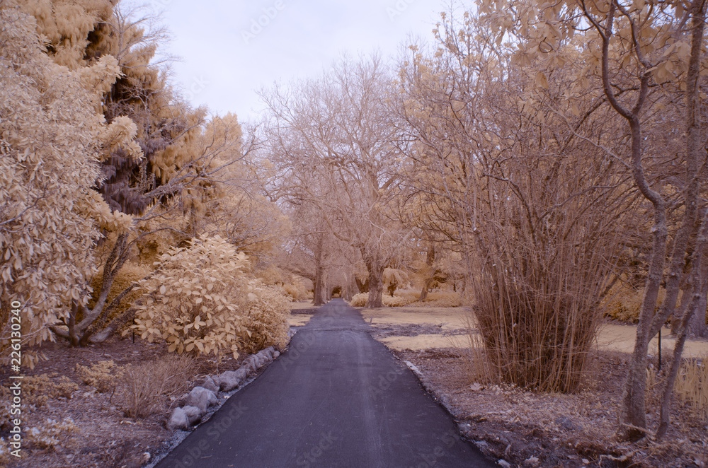 Infrared image of a path cutting through dense foliage Infrared image of a path cutting through dense foliage