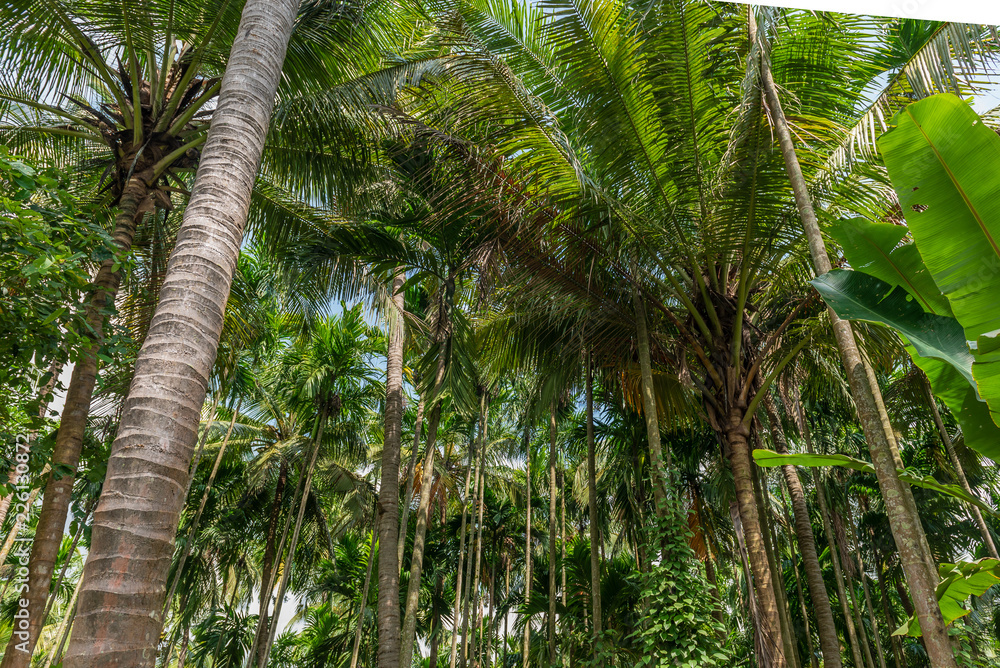 Farm growing coconut and areca-betel nut trees Farm growing coconut and areca-betel nut trees