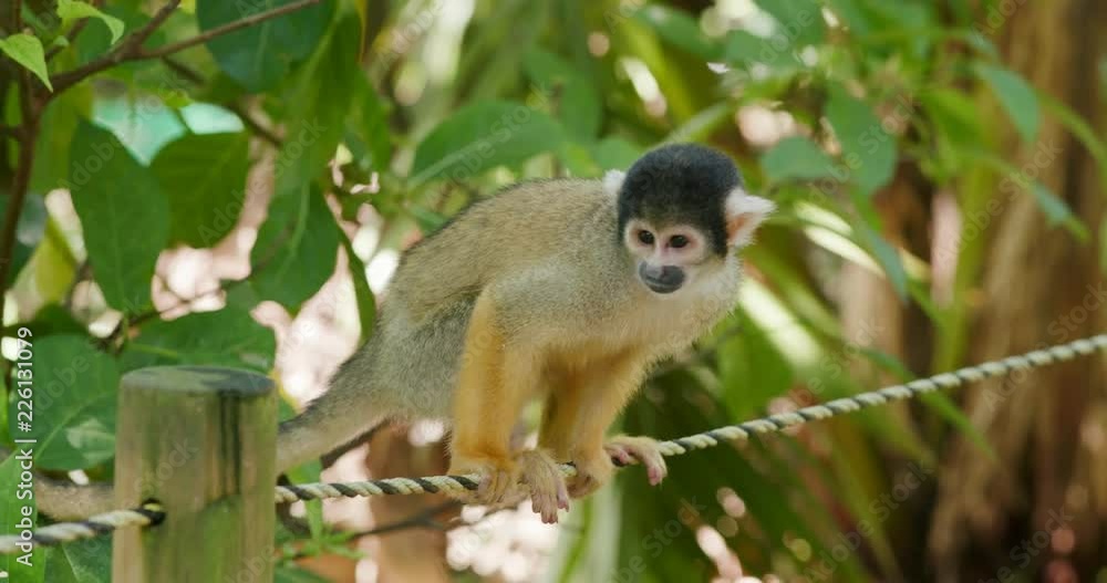 Squirrel Monkeys sitting on the rope Squirrel Monkeys sitting on the rope