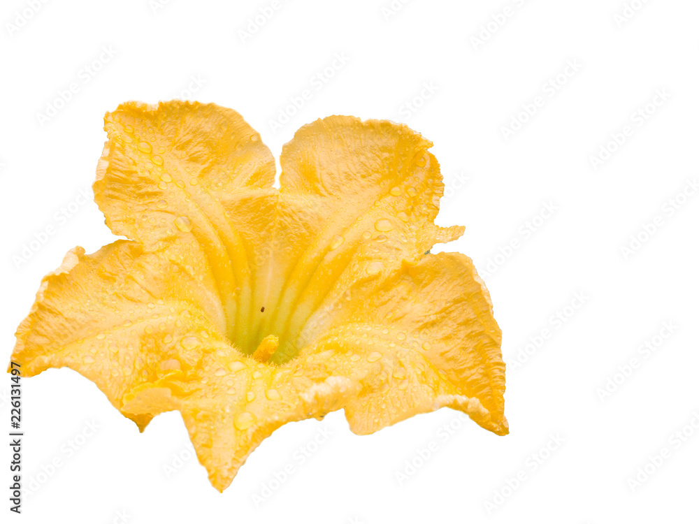 Fototapeta premium pumpkin flowers isolated on a white background.