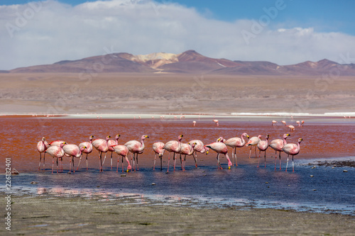 Groupd of Flamingos at the Laguna Colorida in Bolivia. One of the most exotic touristic destination in South America. Volcanos in the background