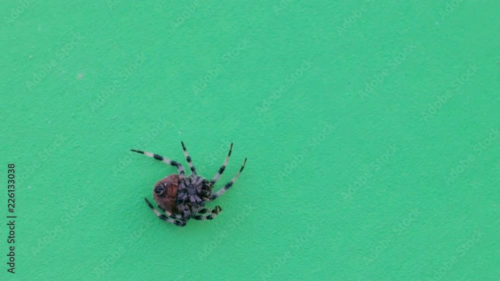 spider crawling on the green screen spider crawling on the green screen