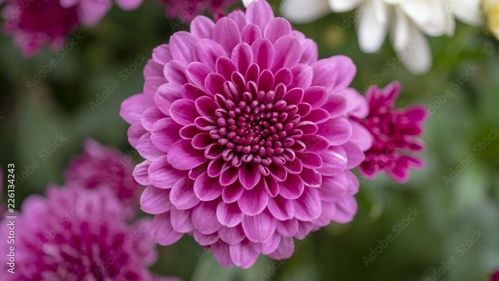 pink flower in the garden pink flower in the garden