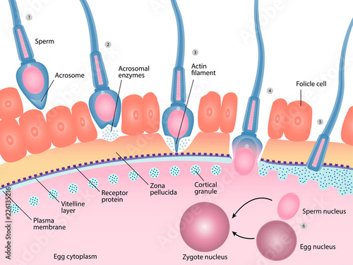 Human fertilization process of sperm and egg cell diagram