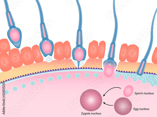 Human fertilization of sperm and egg cell diagram