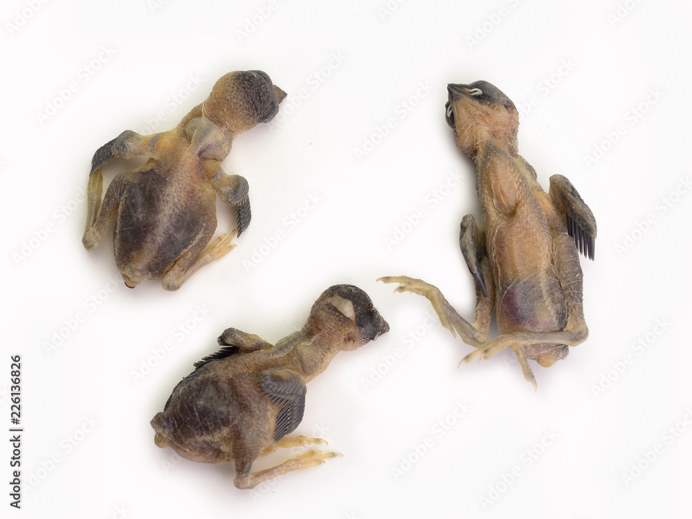 Fototapeta premium Dead bird on white background. .
