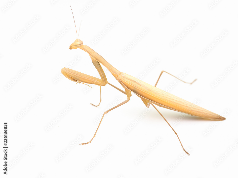 Praying mantis (Mantis religiosa) on white background. Praying mantis (Mantis religiosa) on white background.