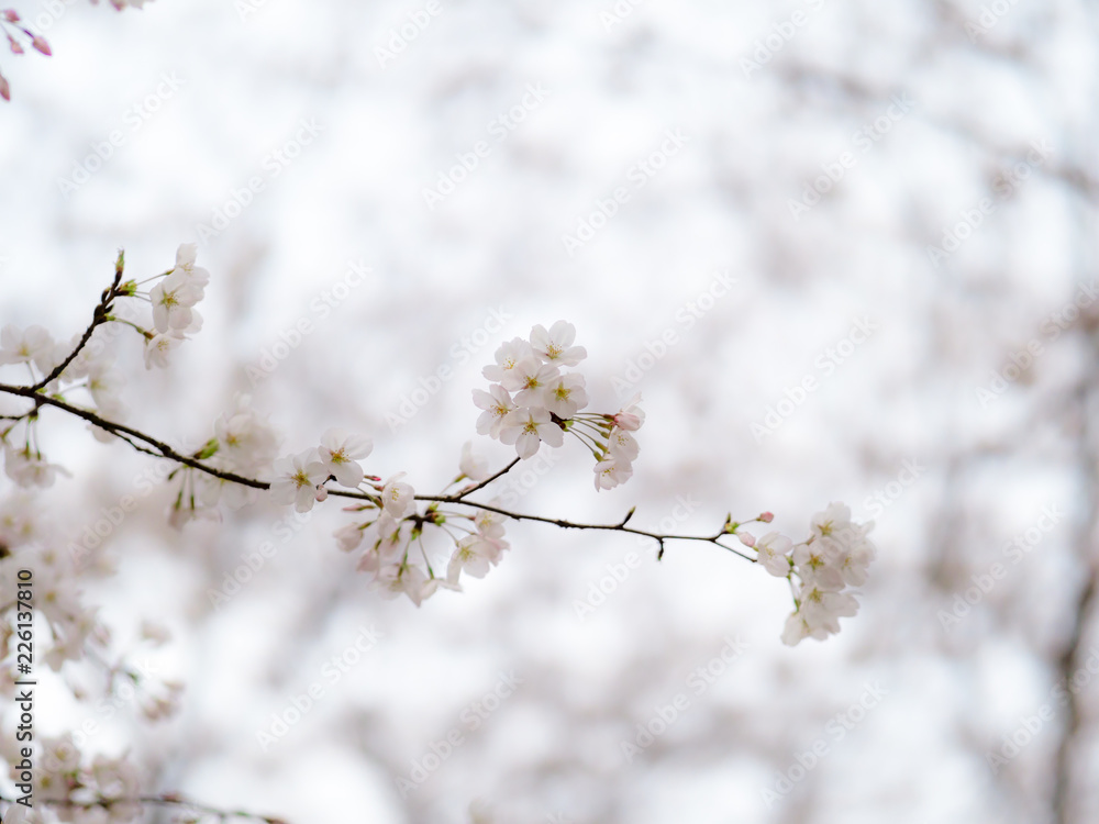 close-up shot of a sakura branch