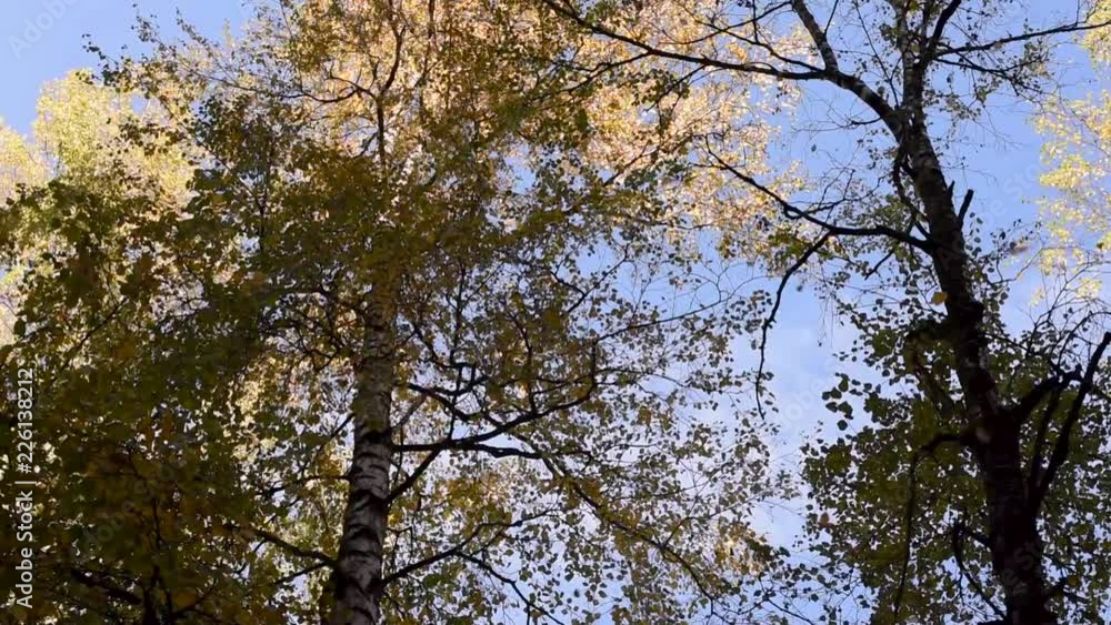 Colorful leaves of Rowan, maple, birch and various deciduous trees in the autumn day in Sunny weather break in the wind against the blue sky and high-rise buildings in the city Colorful leaves of Rowan, maple, birch and various deciduous trees in the autumn day in Sunny weather break in the wind against the blue sky and high-rise buildings in the city