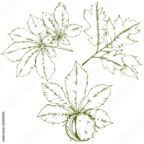 Vector autumn chestnut plant and leaves. Leaf plant botanical garden floral foliage. Isolated illustration element. Vector leaf for background, texture, wrapper pattern, frame or border.