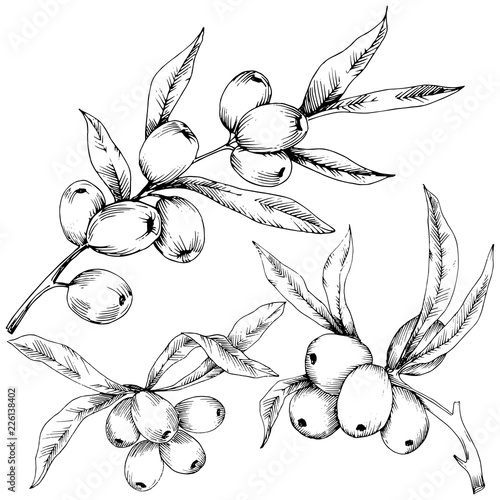 Hippophae plant vector icon on white background. Vector flower for background, texture, wrapper pattern, frame or border.