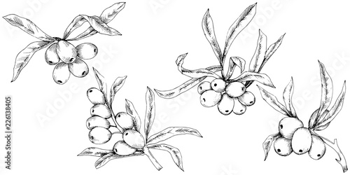 Hippophae plant vector icon on white background. Vector flower for background, texture, wrapper pattern, frame or border.