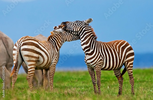 Zebras in the Lake Nakuru National Park, Kenya © Travel Stock