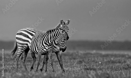 Zebras in the Lake Nakuru National Park  Kenya