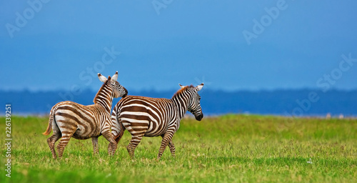 Zebras in the Lake Nakuru National Park  Kenya